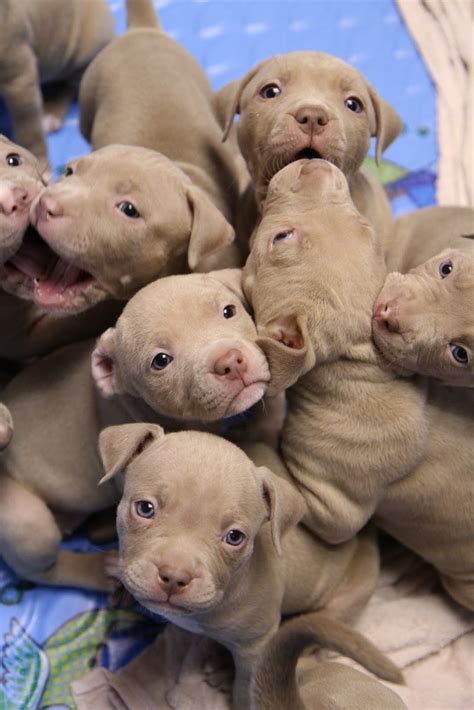 Blue Pitbulls