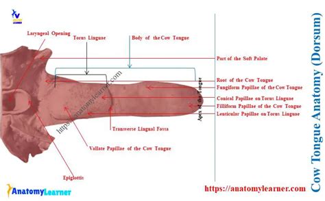 Cow Tongue Anatomy - Torus Linguae, Lingual Fossa, and Papillae » AnatomyLearner >> The Place to ...