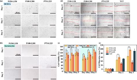 In vitro biocompatibility and cell migration characterization of... | Download Scientific Diagram