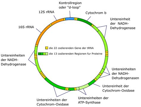 File:Mitochondrial DNA de.png