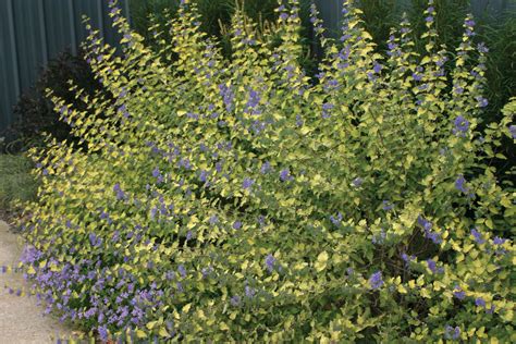 Sunshine Blue® Bluebeard | Monrovia plants, Purple plants, Drought ...