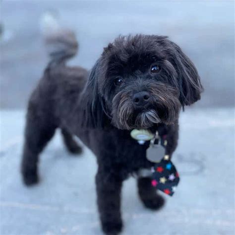 Black Maltipoo | Is A Black Maltipoo Rare?