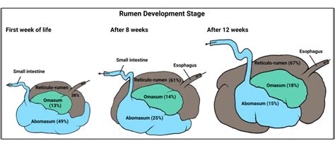 Transitioning of ruminant digestive system from early life to maturity ...