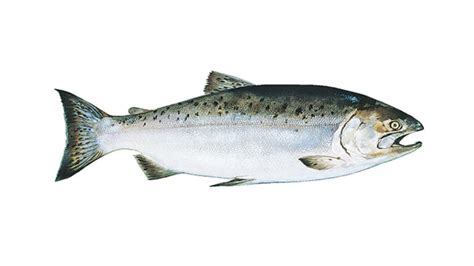 Salmon Fish in Tamil – Indian Salmon Fish Name with Pictures