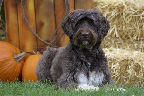 Portuguese Water Dog: Full Profile, History, and Care