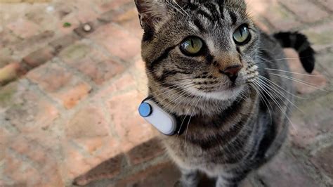 Man attaches to his cat a tiny collar camera to see his interactions ...