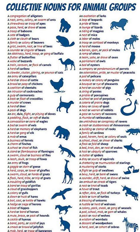 Proper Names for Various Groups of Animals : r/coolguides