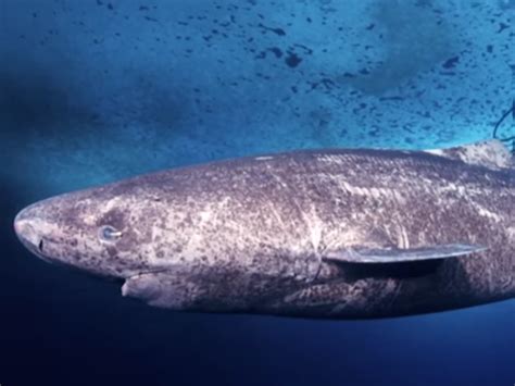 The Greenland shark is the oldest vertebrate animal in the world ...