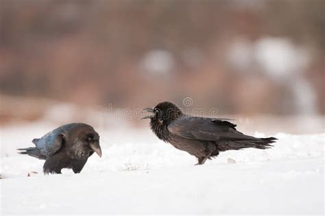 Two Black Crows in the Winter Habitat Corvus Corax Stock Image - Image ...