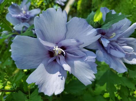 Rare Double Blue Hardy Hibiscus Seeds 6 Fresh 2021 Seeds - Etsy