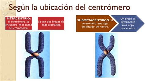 CLASES DE CROMOSOMAS (biología 10º) - YouTube