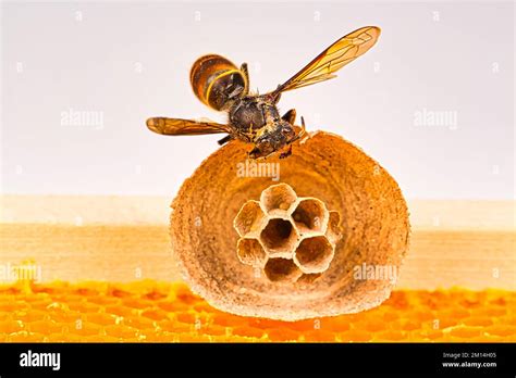 Macro picture of Asian hornets begin of nest on a new yellow frame of ...