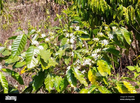 coffee flower,coffee tree in asia, laos coffee tree Stock Photo - Alamy