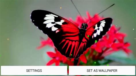 Butterfly HD live wallpaper - YouTube