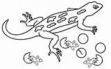 Gecko Coloring Pages  Best For Kids sketch template