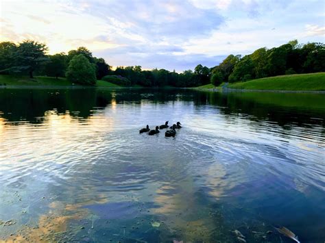 Sefton Park Boating Lake, Liverpool, UK [4032x3024] : r/lakeporn