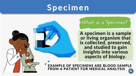 Specimen - Definition and Examples - Biology Online Dictionary