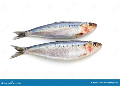 Fresh Sardine Fish Stock Photos - Image: 18086703