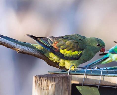 Regent Parrot - Habitat Subspecies Diet Behavior and Breeding