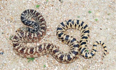 Bullsnake or Gophersnake – What's the difference? If you're in Arizona ...