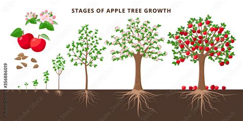 Life Cycle Of Apple Tree Stages Of Growth From Royalty Free Stock | My XXX Hot Girl