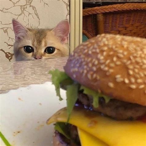 Follow @FinestFam on Pinterest for more! 🙌 | Cats, Burger, Funny cat pictures