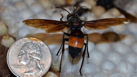 Invasive wasp species found on island