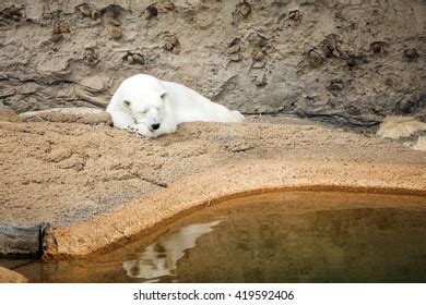 Polar Bear Napping Stock Photo 419592406 | Shutterstock