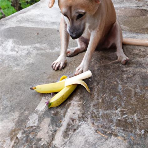 How Much Banana Can I Give My Dog? Benefits and Risks Explained - The Enlightened Mindset