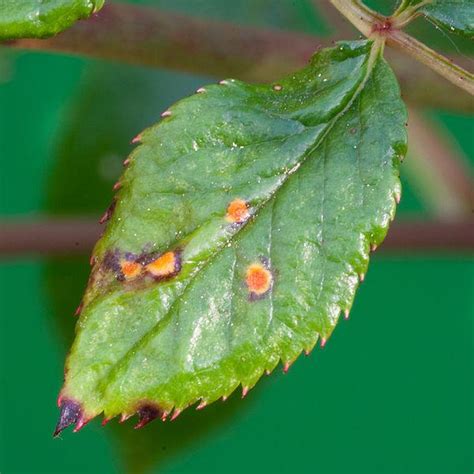 Common Rose Diseases - Garden.org