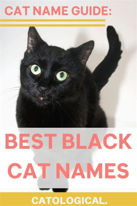 Top 150+ Names For Black Cats: Funny, Unique, Pop-Culture Inspired ...