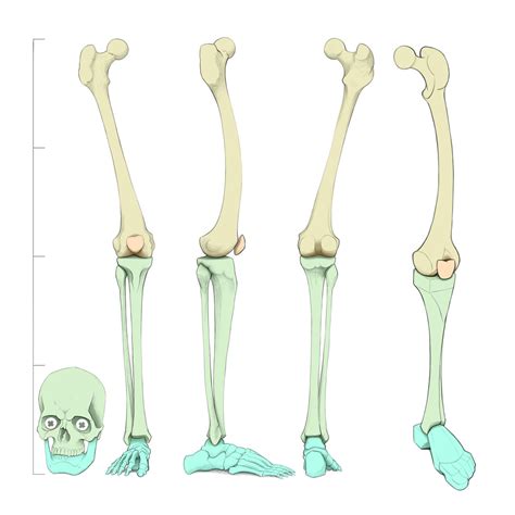 Anatomy of the Leg - Bones by gregor-kari on DeviantArt