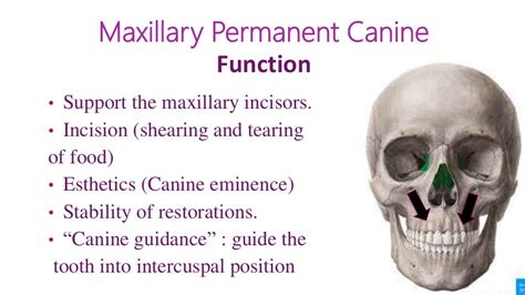 Presentation Maxillary canine