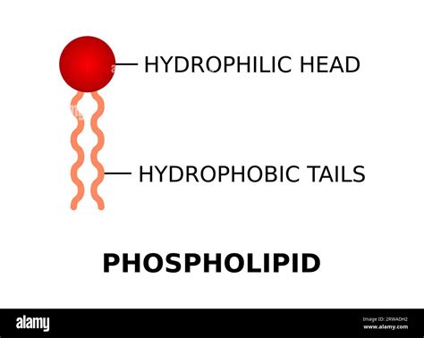 Phospholipid with hydrophilic head and hydrophobic tails. Phospholipid molecule structure. Cell ...