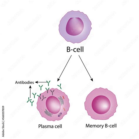 B-cell leukocytes. Plasma cell and memory B cell. b cell differentiation, antigen stimulation of ...