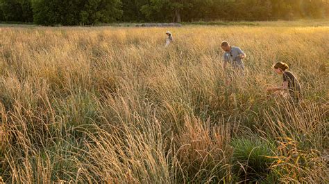 With New Perennial Grain, a Step Forward for Eco-Friendly Agriculture - Yale E360