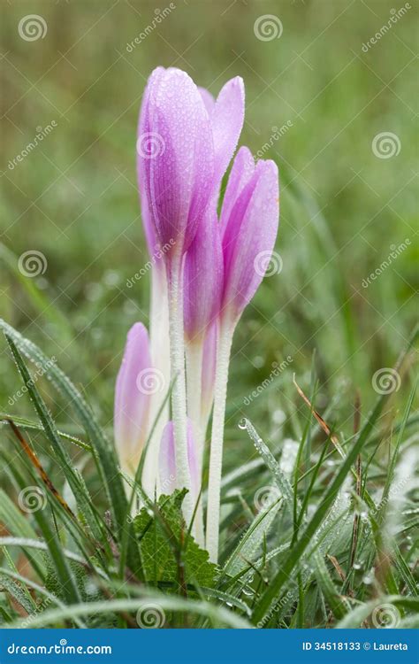 Beautiful Autumn Crocus Flowers Stock Image - Image of autumn, outdoor ...