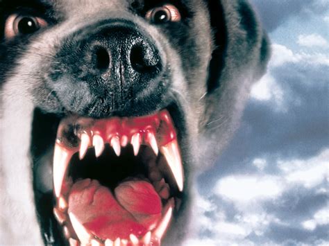 Download Movie Cujo Wallpaper