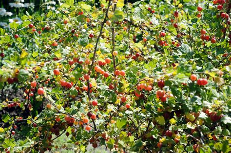 How To Plant & Grow A Gooseberry Bush For Endless Summer Harvests