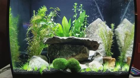 Tank Set Up and Caring for Dwarf Puffers - YouTube