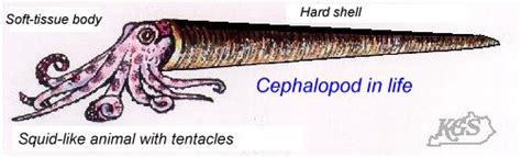 Cephalopods Fossils