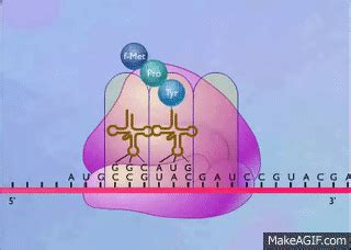 Protein Synthesis Animation Video on Make a GIF