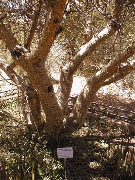 Elephant Tree, Torote Colorado, Copal (Bursera microphylla)