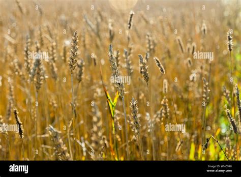 Wheat field on the farm at sunny autumn day Stock Photo - Alamy