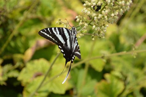 Zebra Swallowtail | Zebra, Swallowtail, Wonder