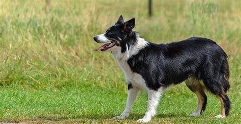 Discover the Border Collie Australian Shepherd Mix - My Dog's Name