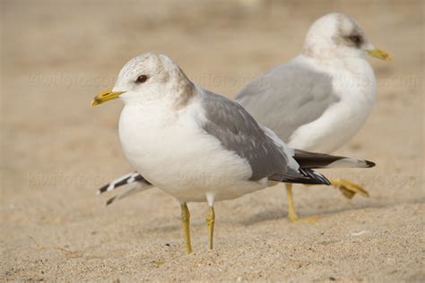 Mew Gull Pictures and Photos - Photography - Bird | Wildlife | Nature ...