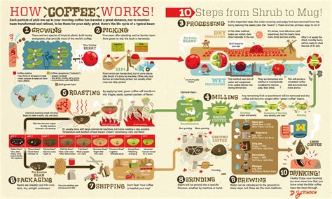 Infographic: What Does The Coffee Supply Chain Look Like?