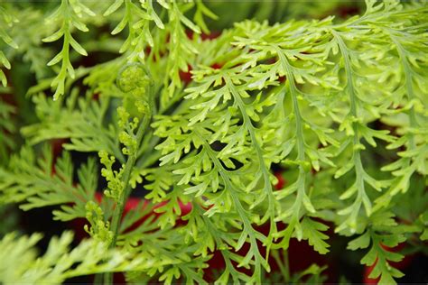 ASPLENIUM bulbiferum | Shade plants, Plant life, Plants