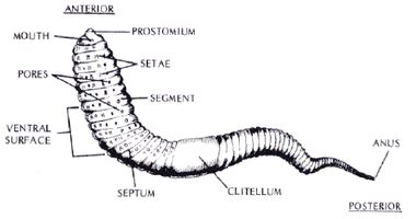 Biology of a Night Crawler